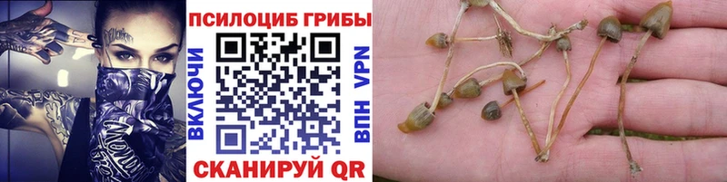 купить наркотики сайты  kraken зеркало  Псилоцибиновые грибы Magic Shrooms  Анапа 